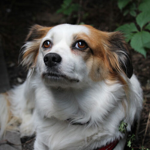 Turn Fido into a Climate Hero